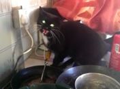 'Gato do mal' invade casa e aterroriza mulher em vídeo