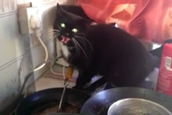 'Gato do mal' invade casa e aterroriza mulher em vídeo