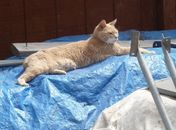 'Gato-prefeito' se recupera após briga de rua com cachorro nos EUA