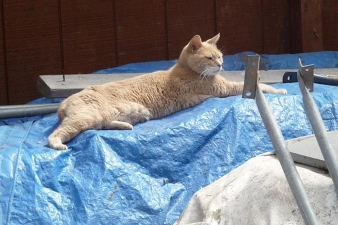'Gato-prefeito' se recupera após briga de rua com cachorro nos EUA