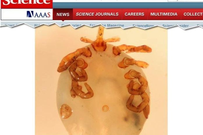 Cientista teria descoberto nova espécie de carrapato no próprio nariz