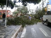 Chuvas provocam alagamentos e queda de arvores em Arapiraca 