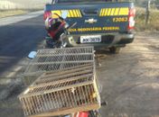 PRF apreende pássaros silvestres e autua agricultor em Inhapi