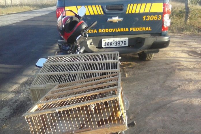 PRF apreende pássaros silvestres e autua agricultor em Inhapi