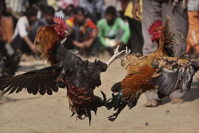 Política não é rinha de galo
