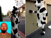 Ladrão é preso e tem fiança de R$ 630 mil ao roubar fantasias de vaca
