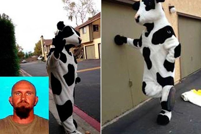 Ladrão é preso e tem fiança de R$ 630 mil ao roubar fantasias de vaca