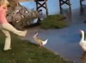 Jovem é presa após chutar ganso em parque nos EUA