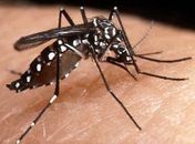 Alagoas reduz casos de dengue; Sesau realiza ações preventivas até o final do mês