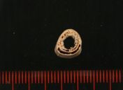 Pedaço de osso analisado pelos cientistas