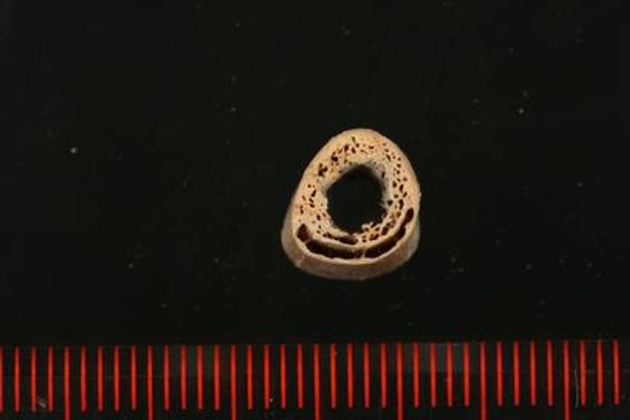Pedaço de osso analisado pelos cientistas