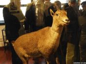 Corpo empalhado de Celia pode ser visto na entrada do Parque Nacional de Ordesa