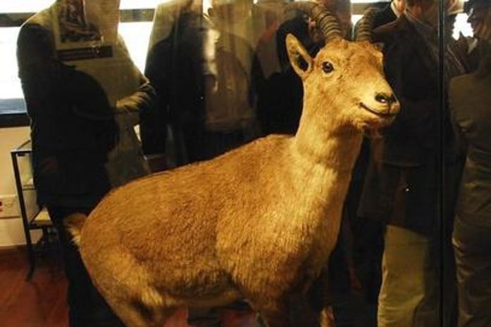 Corpo empalhado de Celia pode ser visto na entrada do Parque Nacional de Ordesa