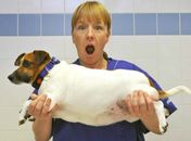 Cadela perde 3kg e vence concurso de emagrecimento no Reino Unido