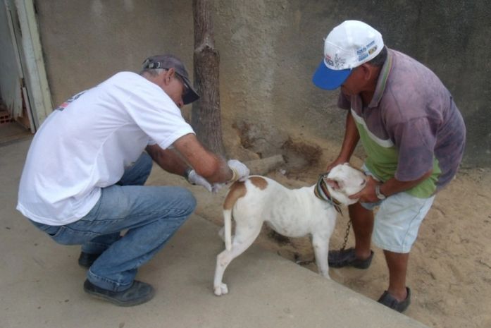 Dia D de vacinação antirrábica