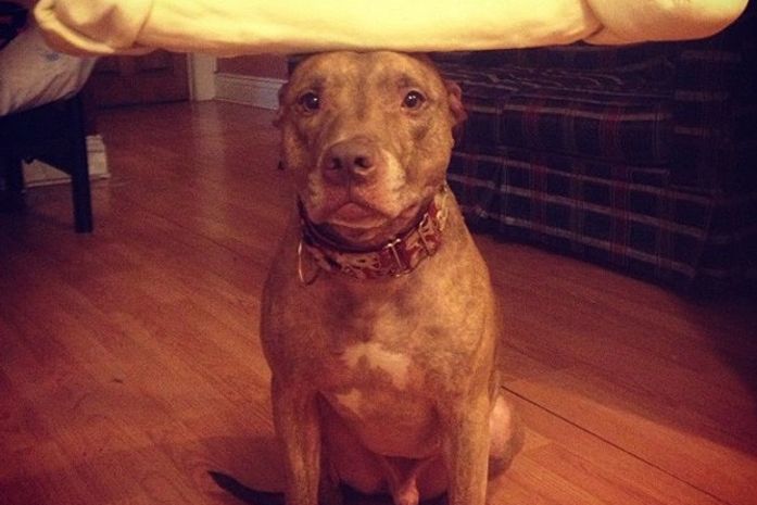 Cachorro vira hit ao ser clicado equilibrando objetos na cabeça