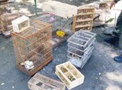 Animais são apreendidos em feira livre