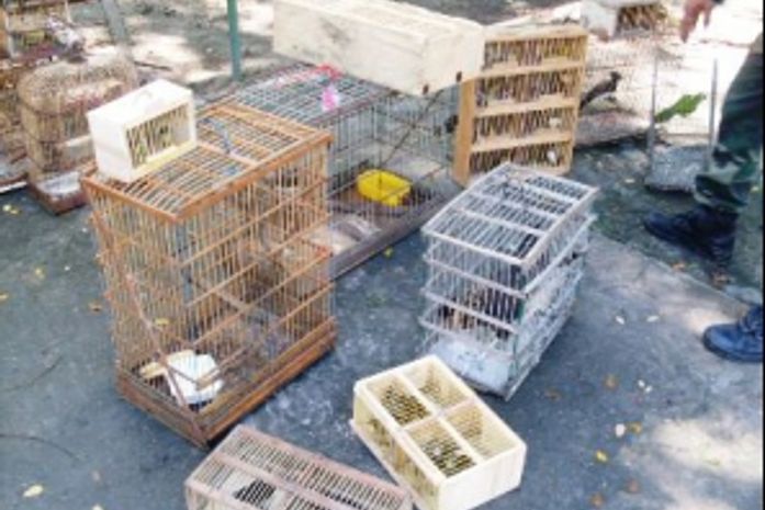 Animais são apreendidos em feira livre