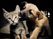 Brasil é o quarto País com mais pets no mundo