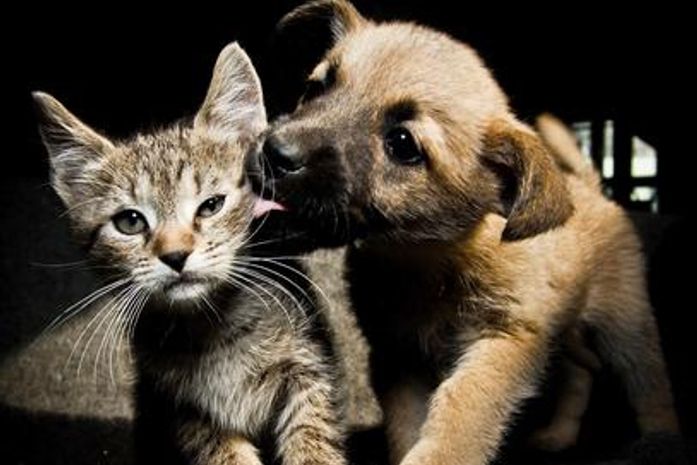 Brasil é o quarto País com mais pets no mundo