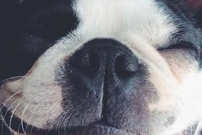 Junior Lima faz brincadeira com foto de cadela 'sorrindo' em rede social: 'Vou ser tio'