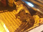 Crocodilo cai de ônibus no centro de cidade vietnamita e causa pânico