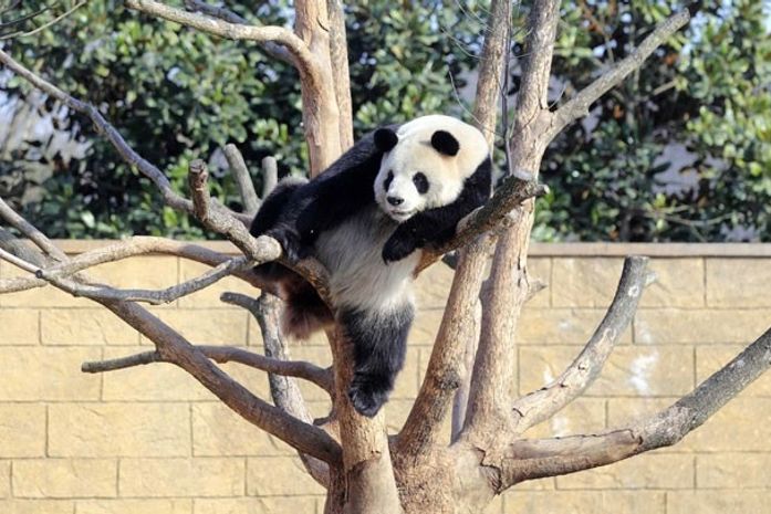Panda é flagrado em cena que lembra 'ressaca' de Ano Novo
