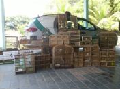 Apreensão de pássaros em Maribondo
