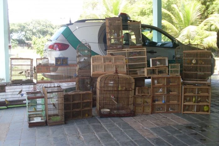 Apreensão de pássaros em Maribondo
