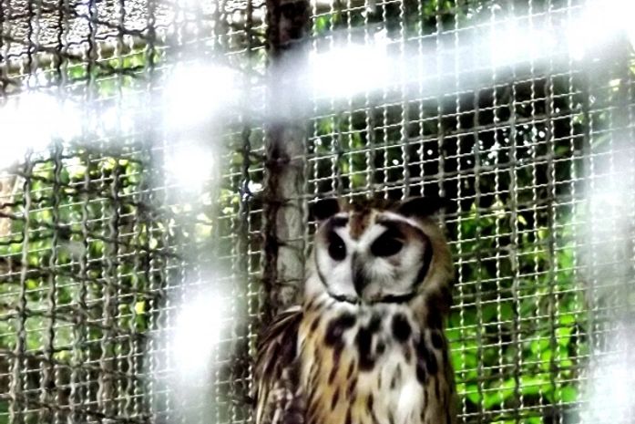 Animais são acolhidos no CETAS