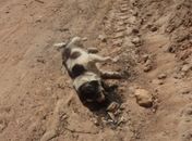 Polícia instaura inquérito para investigar morte de mais de 60 cães em Pariconha