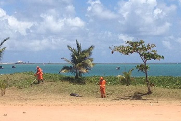 Limpeza Urbana depreda o jundú da Pajuçara