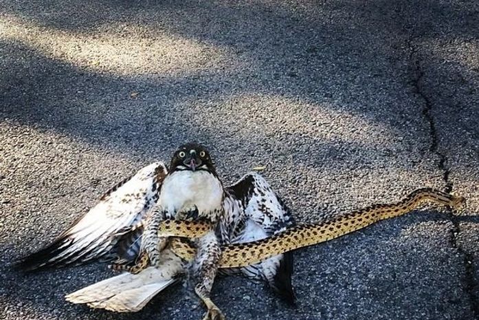 Cobra vira o jogo e escapa de falcão predador nos EUA