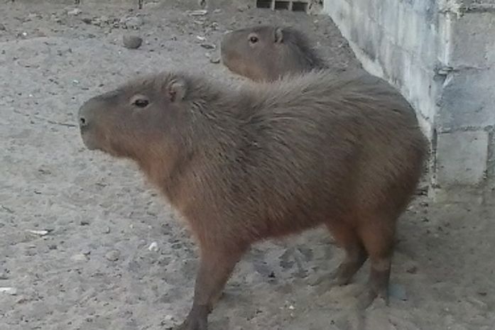 Capivaras