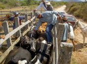 Vacinação contra aftosa