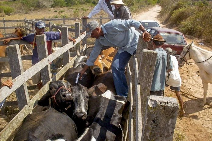 Vacinação contra aftosa