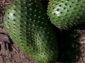Graviola gigante em Limoeiro de Anadia é destaque em Alagoas