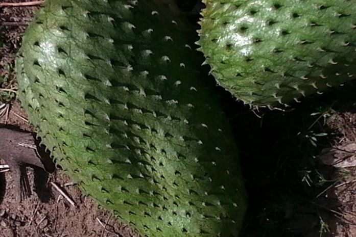 Graviola gigante em Limoeiro de Anadia é destaque em Alagoas