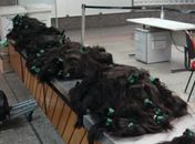 Receita Federal apreende 160 kg de cabelos no aeroporto de Guarulhos