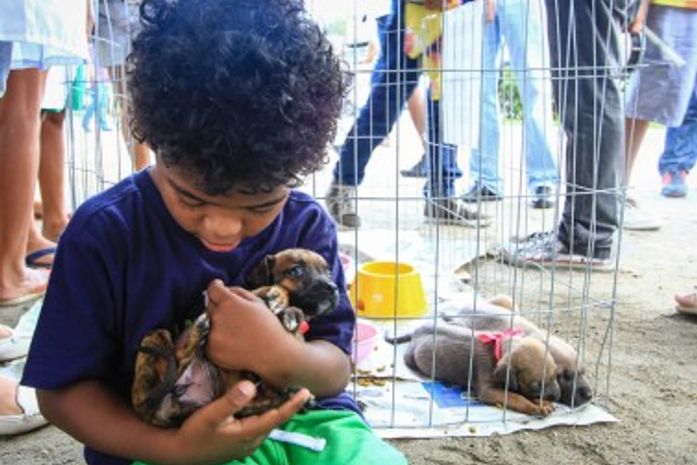 Feira para a adoção de cães