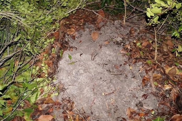Idoso que estava desaparecido é encontrado em cova rasa