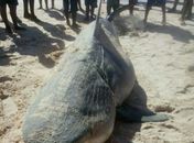 Tubarão encontrado no litoral Sul