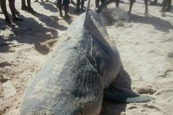 Tubarão encontrado no litoral Sul