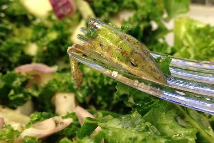 Americana acha cabeça de lagarto em salada de restaurante