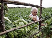Pesquisa sobre o fumo feita em Arapiraca, será apresentada no México