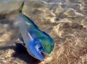 Banhista na Austrália flagra de perto peixe aventureiro 'se bronzeando'