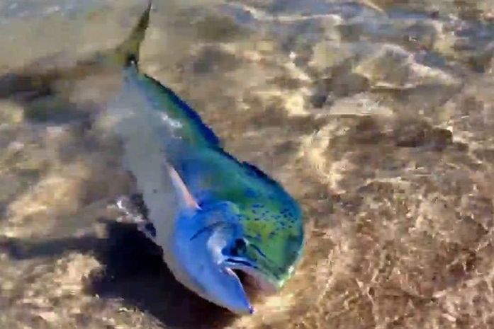 Banhista na Austrália flagra de perto peixe aventureiro 'se bronzeando'