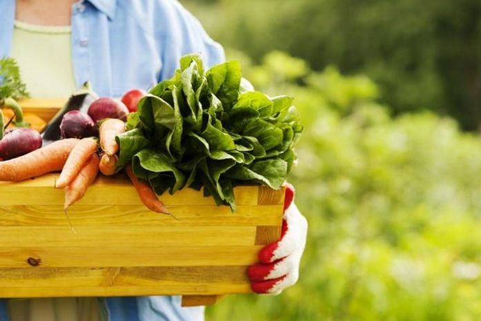 Comer frutas orgânicas não reduz risco de câncer em mulheres