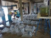 "PMPRC" Prefeito Sérgio Reis Distribui 85.000 Alevinos para Piscicultores da Zona Rural