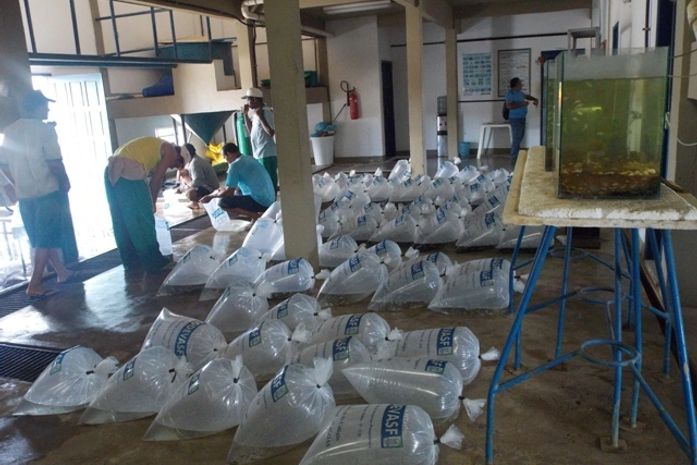 "PMPRC" Prefeito Sérgio Reis Distribui 85.000 Alevinos para Piscicultores da Zona Rural